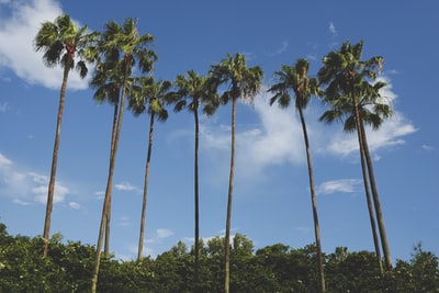 棕色和绿色椰子棕榈树在蓝色的天空下
